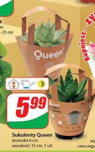 Sukulent queen 6 cm promocja