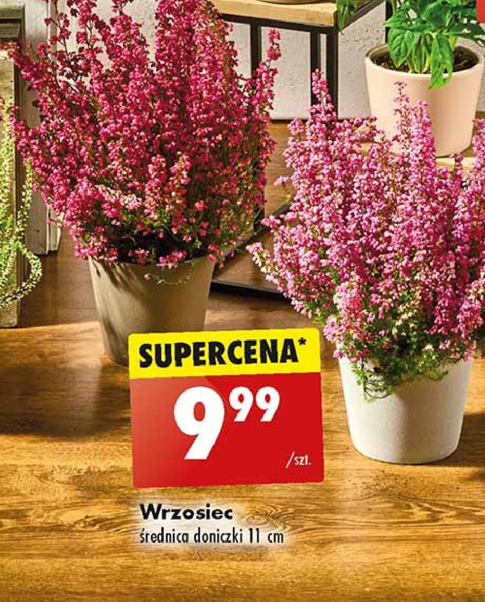 Wrzosiec promocja