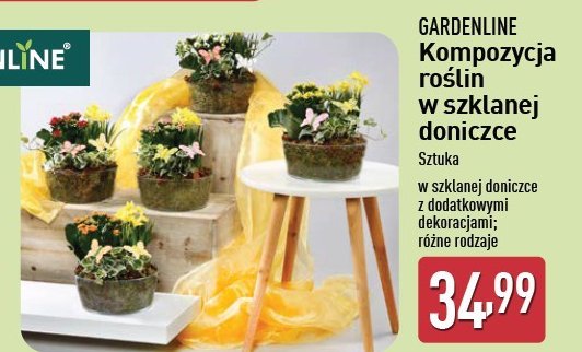 Kompozycja roślin w szklanej doniczce GARDEN LINE promocja