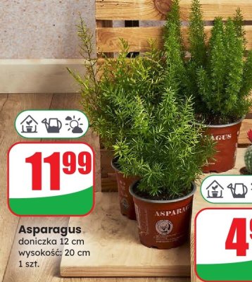 Asparagus 20 cm promocja w Dino