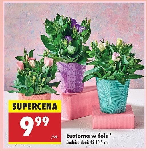 Eustoma 10.5 cm promocja