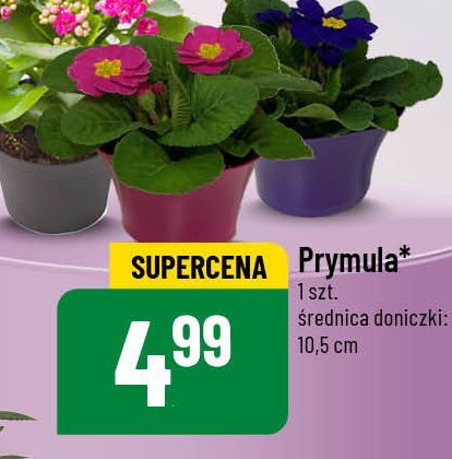 Prymula w donicy 10.5 cm promocja