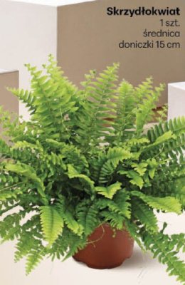 Gazetka, strona 38 promocja w Delikatesy Centrum