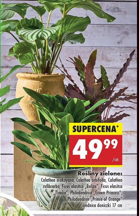 Ficus tineke promocja w Biedronka