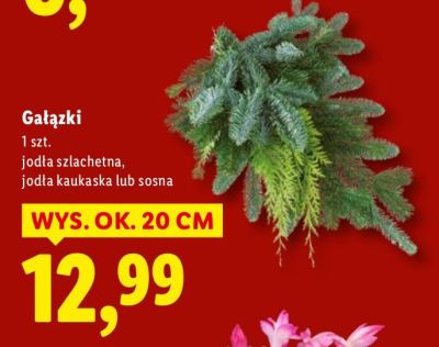 Gałązki jodła szlachetna, jodła kaukaska lub sosna promocja w Lidl