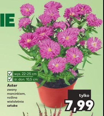 Aster 10.5 cm promocja