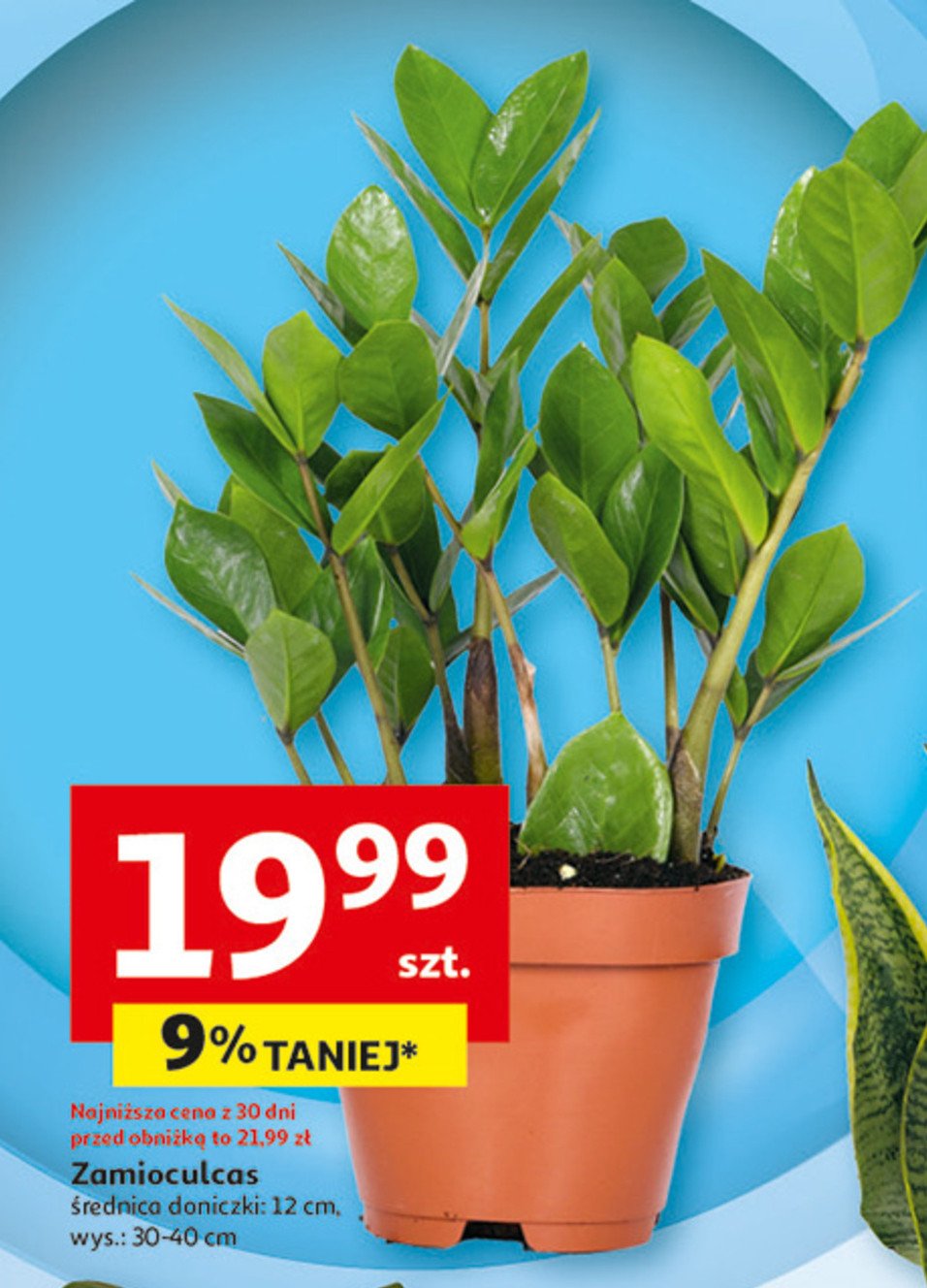 Zamioculcas śr. 12 cm promocja