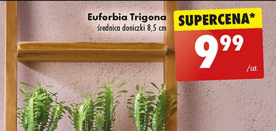 Euforbia promocja