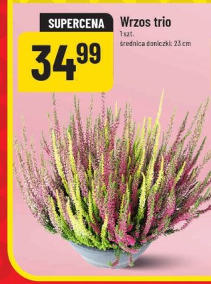 Wrzosy trio promocja w POLOmarket