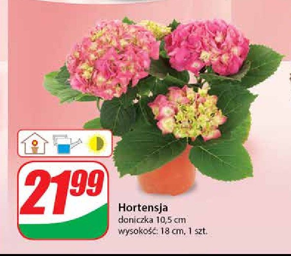 Hortensja promocja