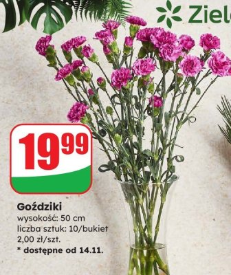 Bukiet goździków, 10 szt., 50 cm promocja w Dino