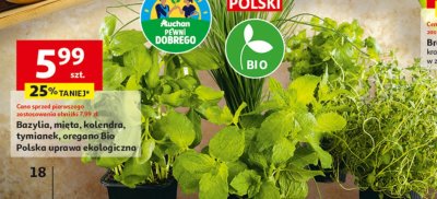 Oregano Bio  promocja w Auchan