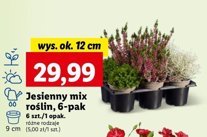 Jesienny mix roślin 12 cm promocja