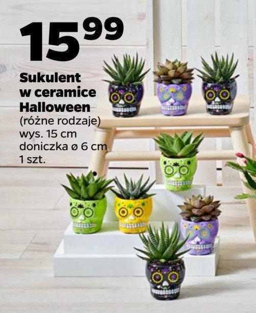 Sukulent mini halloween promocja