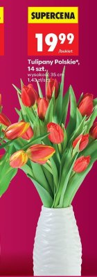Tulipany Polskie 14 sztuk promocja w Biedronka