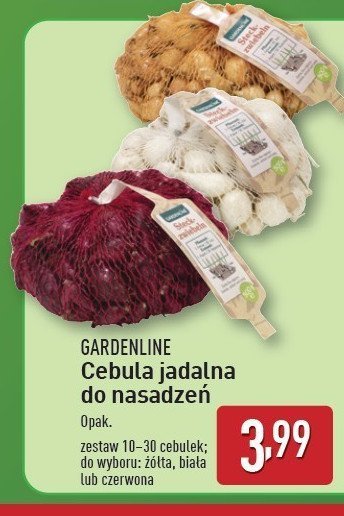 Cebula jadalna do nasadzeń czerwona promocja