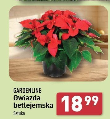 Gwiazda betlejemska 43 cm GARDEN LINE promocja