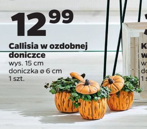 Roślina w ozdobnej doniczce 15 cm promocja