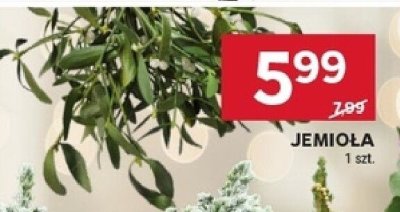 Jemioła promocja w Stokrotka