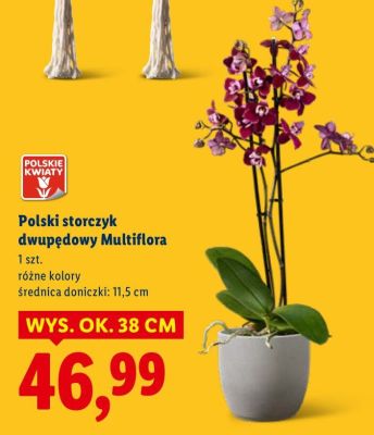 Polski storczyk dwupędowy Multiflora promocja w Lidl