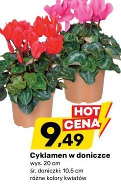 Cyklamen promocja w Bricomarche