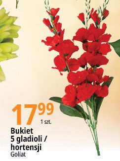 Bukiet gladioli Goliat promocja