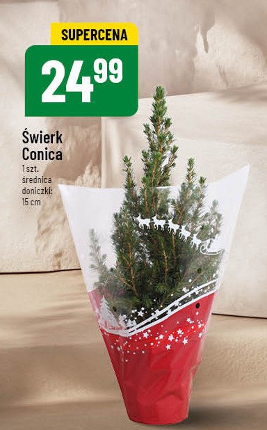 艢wierk conica 15 cm promocja