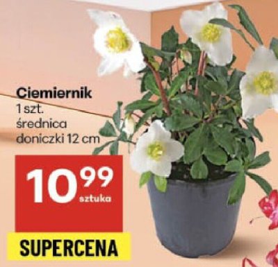 Ciemiernik średnica doniczki 12 cm promocja w Delikatesy Centrum