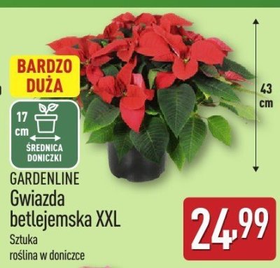 GARDENLINE Gwiazda betlejemska XXL promocja w Aldi