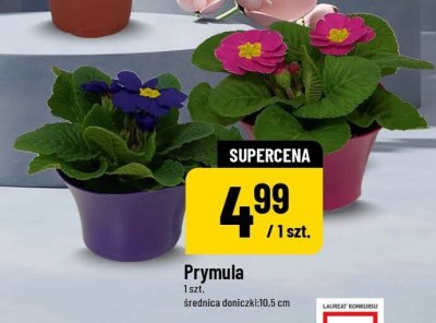 Prymula promocja w POLOmarket
