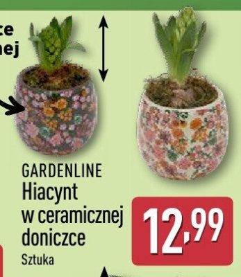 Hiacynt w ceramicznej doniczce  promocja w Aldi