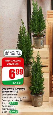 Drzewko Cyprys snow white doniczka 9 cm promocja w Dino