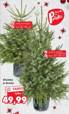 艢wierk serbski wys. 125-150 cm promocja