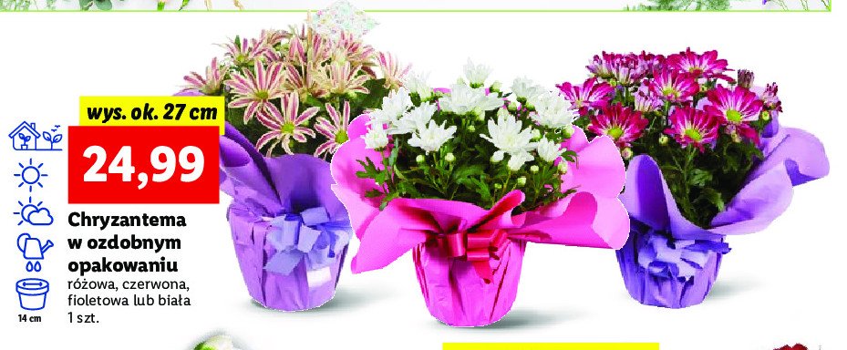 Chryzantema bia艂a promocja