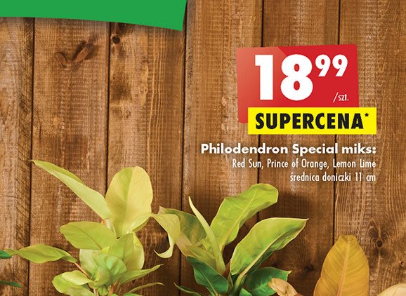 Philodendron lemon lime promocja