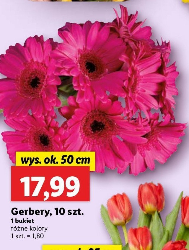 Gerbery promocja w Lidl