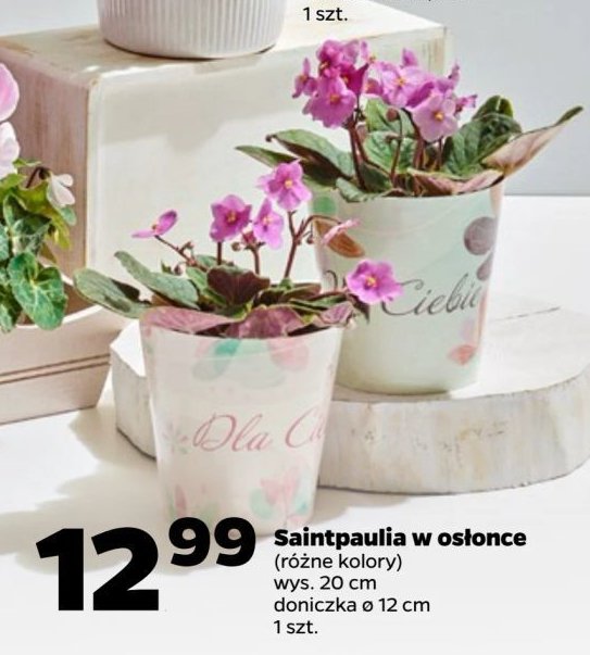 Saintpaulia w osłonce 12 cm promocja w Netto