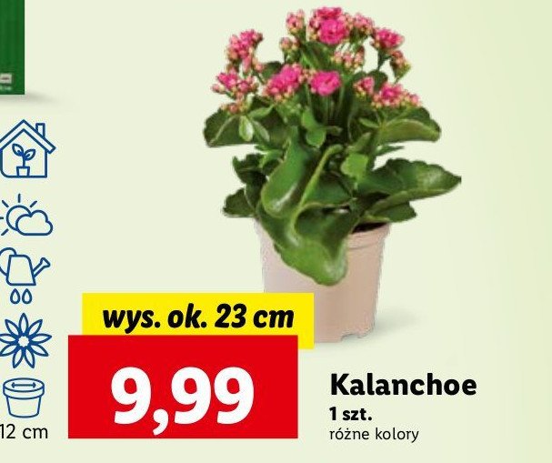 Kalanchoe wys. 23 cm promocja