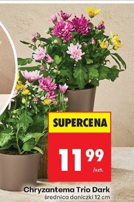 Chryzantema Trio Dark średnica doniczki 12 cm promocja w Biedronka