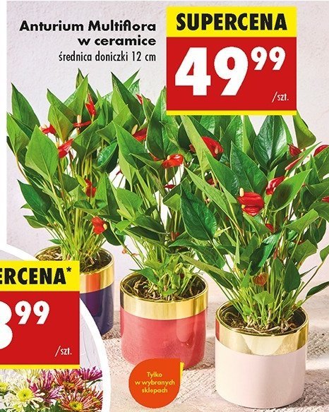 Anturium multiflora w ceramice 12 cm promocja