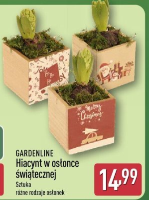 Hiacynt w osłonce świątecznej promocja w Aldi
