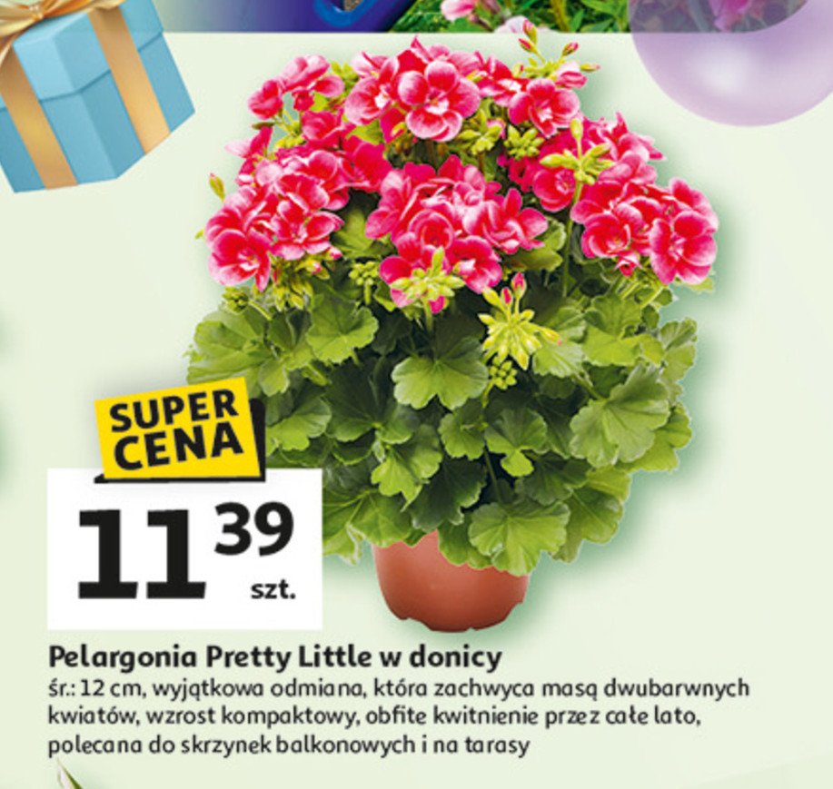 Pelargonia pretty little promocja