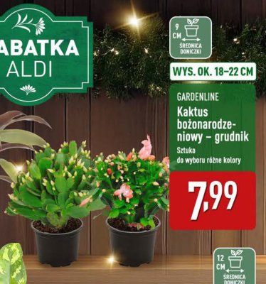 Kaktus bożonarodzeniowy - grudnik promocja w Aldi
