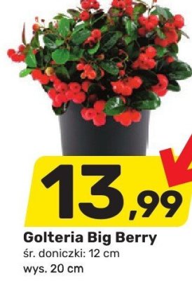 Golteria Big Berry promocja w Bricomarche