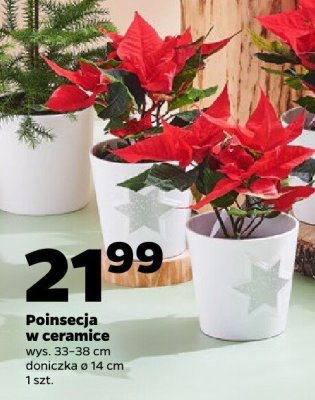 Poinsecja w ceramice promocja w Netto