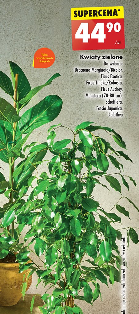 Fatsia japonica promocja