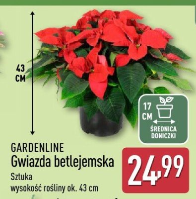Gwiazda betlejemska GARDENLINE promocja w Aldi