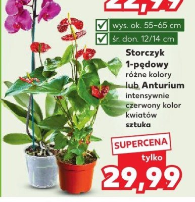 Anturium  promocja w Kaufland