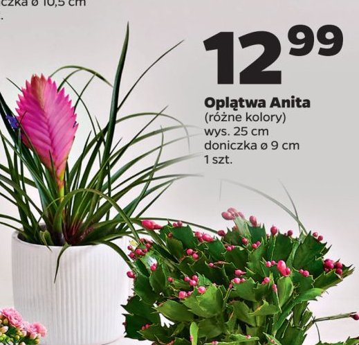 Oplątwa anita 25 cm promocja