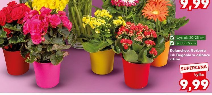Begonia promocja w Kaufland